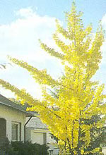 ginkgo biloba tree picture