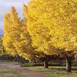 ginkgo biloba tree picture