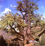 ginkgo biloba tree picture