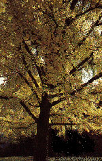 ginkgo biloba tree picture