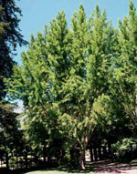 ginkgo biloba tree picture