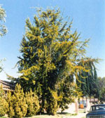 ginkgo biloba tree picture