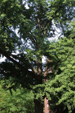 ginkgo biloba tree picture