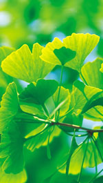 ginkgo biloba tree picture