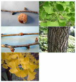 ginkgo biloba tree picture