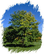 ginkgo biloba tree picture