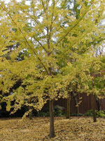ginkgo biloba tree picture