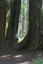 redwood tree picture