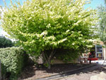 elm tree picture