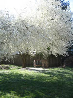 plum tree picture