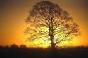 tree wallpaper