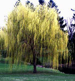 willow tree picture