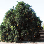 orange tree picture
