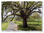 oak tree picture