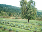pear tree picture