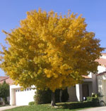 ash tree picture