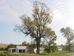 ash tree picture