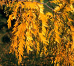 honeylocust tree picture
