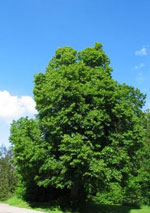 linden tree picture
