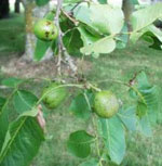 walnut tree picture