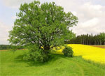 tree wallpaper