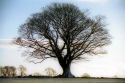 tree wallpaper