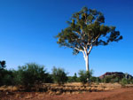 tree picture