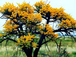 tree picture