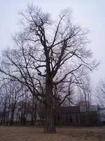 ginkgo biloba tree picture