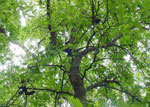hackberry tree pic