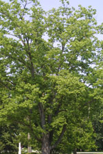 hackberry tree pic