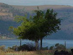 hackberry tree pic