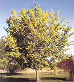 hackberry tree pic