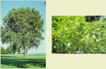 hackberry tree pic