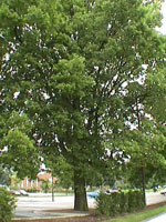hackberry tree pic