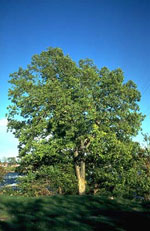 hackberry tree pic