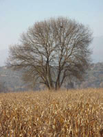 hackberry tree pic