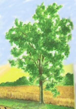 hackberry tree pic