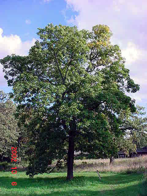 hagabark-hickory-tree