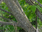 silverbell tree picture