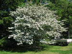 hawthorn tree picture