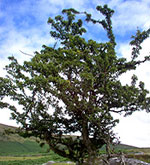 hawthorn tree picture