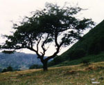 hawthorn tree picture