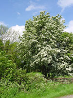 hawthorn tree picture