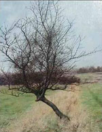 hawthorn tree picture