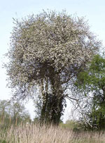 hawthorn tree picture