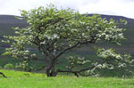 hawthorn tree picture