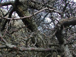 hawthorn tree picture
