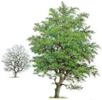 hawthorn tree picture