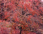 hawthorn tree picture